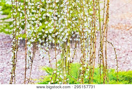 Pussy Willow Branches With Catkins. Blooming Spring Flowers. Blossom Salix Caprea Kilmarnock. Nature