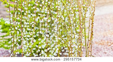 Pussy Willow Branches With Catkins. Blooming Spring Flowers. Blossom Salix Caprea Kilmarnock. Nature