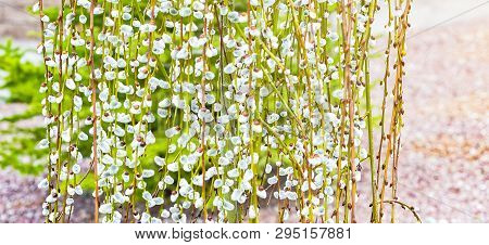 Pussy Willow Branches With Catkins. Blooming Spring Flowers. Blossom Salix Caprea Kilmarnock. Nature