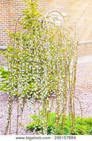 Pussy Willow Branches With Catkins. Blooming Spring Flowers. Blossom Salix Caprea Kilmarnock. Nature