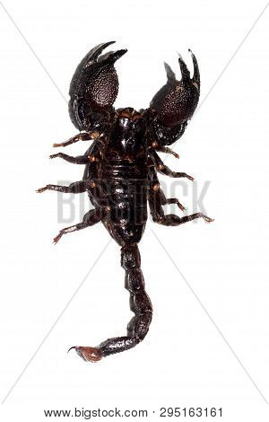 Black Scorpion, Isolate On A White Background