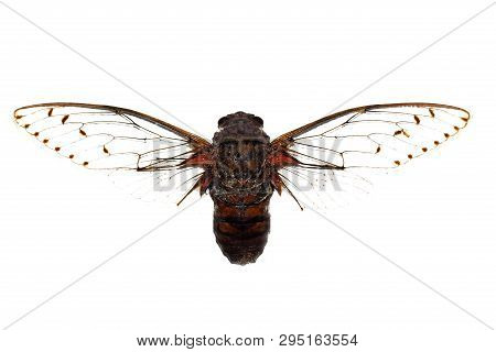 Big Brown Beetle, Isolate On A White Background, Cicadidae, Pamponia Intermedia