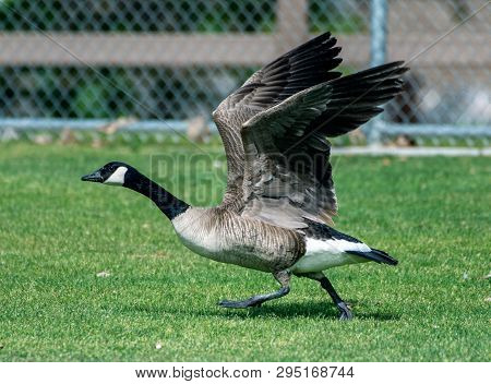 Goose Building Momentum To Take Off In Flight By Flapping His Large Wings And Running Across The Gra