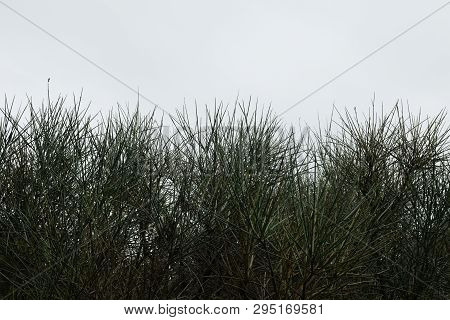 Shrub Plant With Thorns Abstract Vegetation. Nature Background.