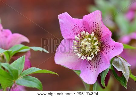 Close Up Of A Pink Hellebore Flower In Bloom