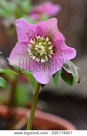 Hellebore