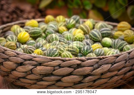 Bright Green Fruits Of Melothria. Exotic Cucumber From The Family Of Pumpkin