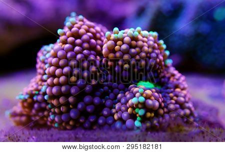 Ricordea Florida Mushroom - Underwater Macro Shot