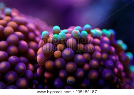 Ricordea Florida Mushroom - Underwater Macro Shot