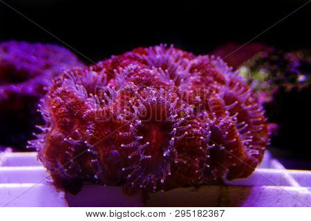 Acanthastrea Lps Coral Underwater Shot In Aquarium