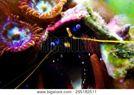 Hermit Crab Invertebrate In Fish Reef Aquarium