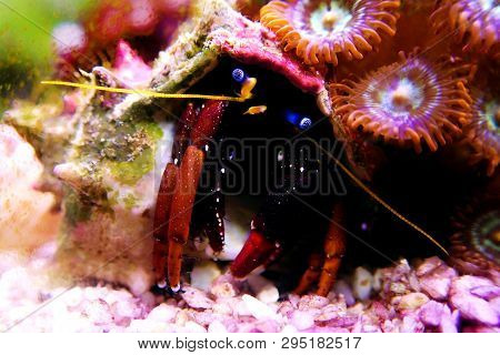 Hermit Crab Invertebrate In Fish Reef Aquarium