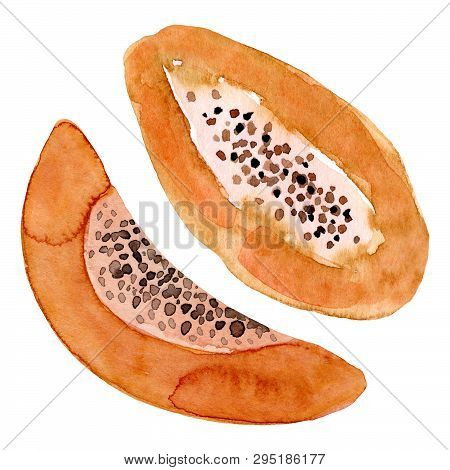 Watercolor Papaya Fruit. Hand Drawn Summer Illustration. Design For Fabric, Packaging, Textile, Cove