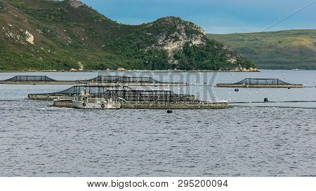 Long Shot Of Salmon Pens In Macquarie Harbour, Tasmania