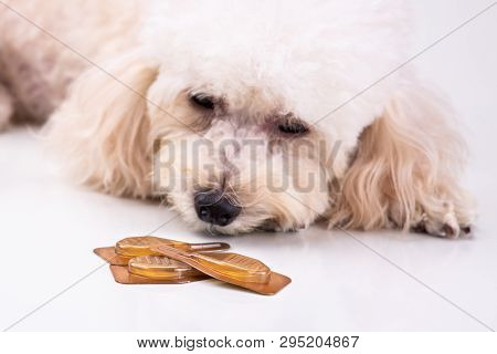 Essential Oil Spot-on Drips With Dog To As Background