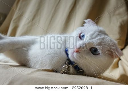 Cute white cat portrait