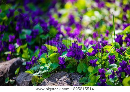 Wild Viola Flowers