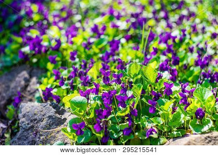 Wild Viola Flowers