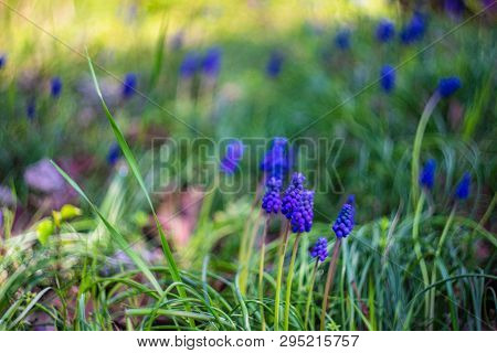 Wild Hyacinth Flowers