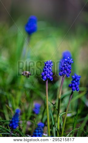 Wild Hyacinth Flowers