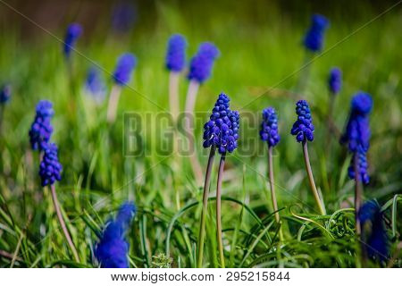 Wild Hyacinth Flowers