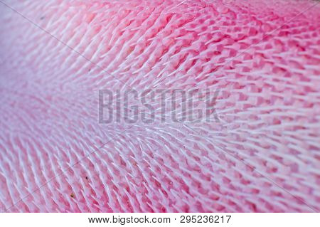 Extreme Macro Of A Cat Tongue