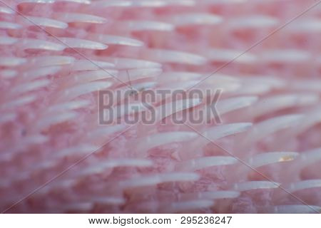 Extreme Macro Of A Cat Tongue