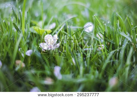 Green Grass And Fallen Flowers And Petals After Rain.
