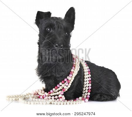 Puppy Scottish Terrier In Front Of White Background