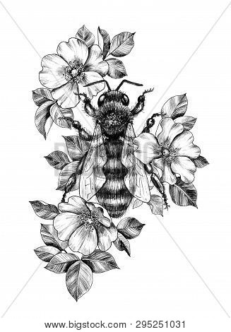 Hand Drawn Big Bee Decorated Dog-roses Isolated On White Background. Pencil Drawing Monochrome Honey