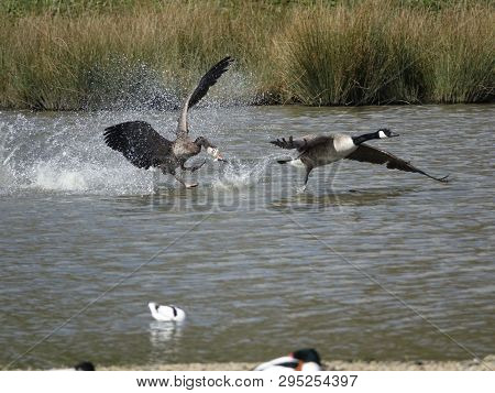 Angry Greylag Goose Hybrid Chasing Canada Goose, Note Feather In Beak Of Greylag Hybrid