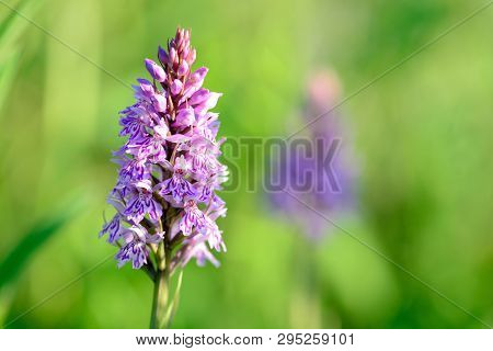 Closeup Of A Common Spotted Orchid (dactylorhiza) In Bloom