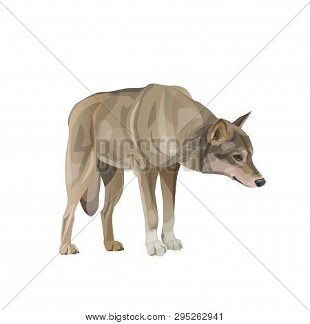 Wolf Stands With Its Head Down. Vector Illustration Isolated On White Background