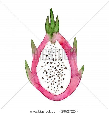 Watercolor Pitaya Fruit. Hand Drawn Summer Illustration. Design For Fabric, Packaging, Textile, Cove