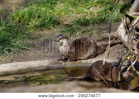 Full Body Of Eurasian Pigmy Otter (lutra Lutra). Photography Of Nature And Wildlife.