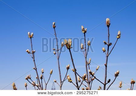 Chestnut Bud Tree On The Clear Blue Sky Background In Spring. Horse-chestnut Outside
