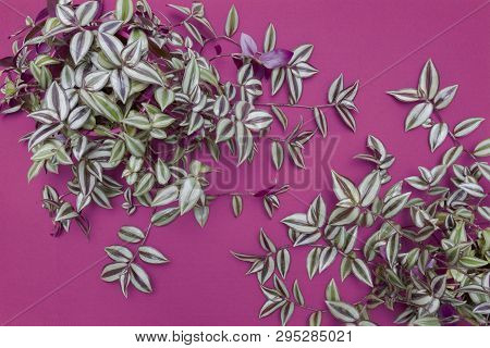 Top View Of Beautiful Design Background Of Two Wandering Jew Plants On A Purple Background