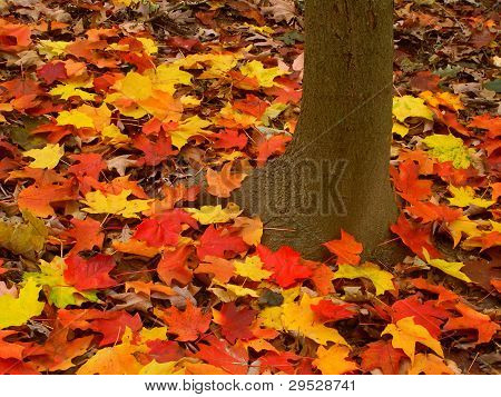 Paysage d'automne en Illinois