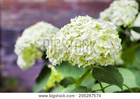 Blooming White Annabelle Hydrangea Arborescens (commonly Known As Smooth Hydrangea, Wild Hydrangea, 