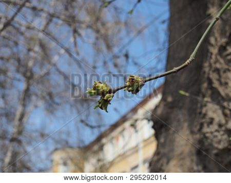 Blooming Tree Bud Against The Blue Sky On A Spring Day