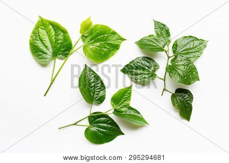 Fresh Wild Betal Leaves Isolated On White Background