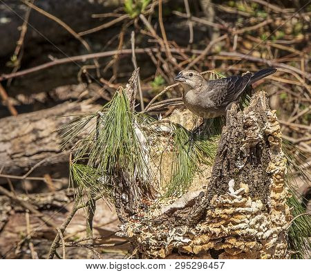 A Female Brown-headed Cowbird Sitting In The Forest. Females Lay Their Eggs In Other Birds Nests And