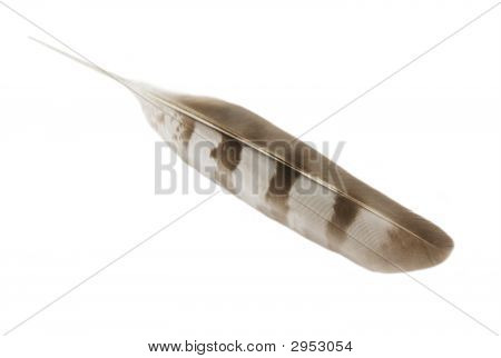Hawk Wing Feather with clipping path