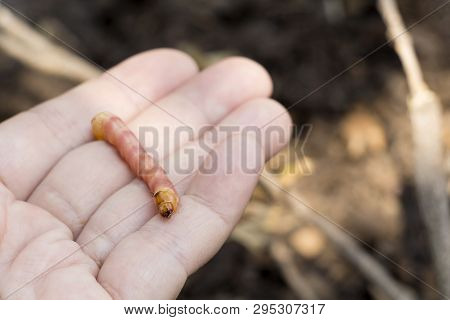 Red Zeuzera Coffeae Or Moths Stem Borer Destroy Tree On Woman Hands's Farmer Which Agriculture Garde