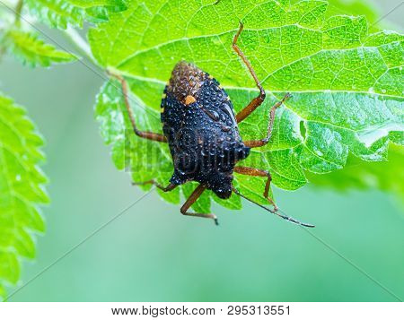 Forest Bug, Red-legged Shieldbug (pentatoma Rufipes)on A Fresh Green Leaf With Water Drops