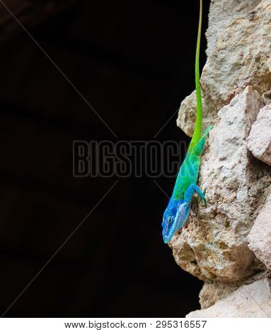 Blue Headed Anole Brightly Colored Lizard In Cuba