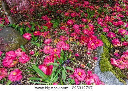 Plnk Flowers Cover The Ground Beneath A Tree In Spring.