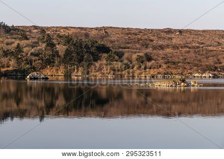 Vegetation Around Clifden Bay