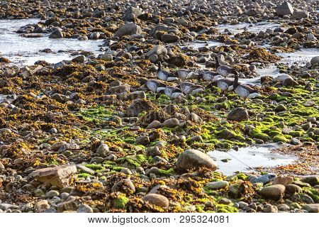 Group Of Ducks In Beach With Rocks And Vegetation In Galway Bay