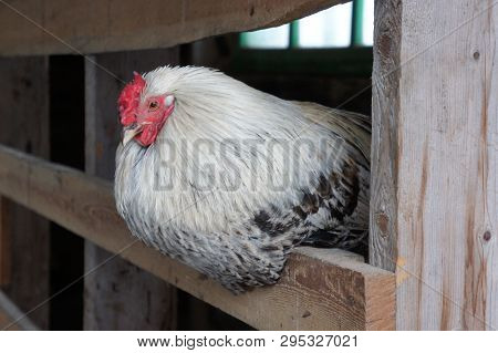 A Colorful Chicken Hen Perches In A Hen House. Private Farm.
